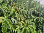 Không mua lô này thi mua lô nào nữa - Siêu  vip sản phẩm f0 - Ai