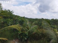 Bán Đất Vườn Cây Ăn Trái 4.4ha Lai Vung, Đồng Tháp - Hòa Long - Hộ