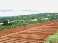 HOT !!! SỞ HỮU NGAY LÔ ĐẤT ĐẸP - GIÁ TỐT - Vị Trí Đắc Địa Tại Lâm