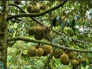 CHỦ NGỘP KO ĐÂU RẺ HƠN ĐẤT TRẢNG BÀNG 3 MẪU SẦU RIÊNG