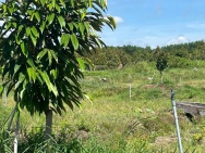 CHÍNH CHỦ BÁN 7.000M² ĐẤT NHÀ VƯỜN GẦN KCN PHƯỚC ĐÔNG – MẶT TIỀN