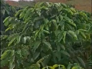 ĐẤT VƯỜN ĐẸP–GIÁ TỐT – CHÍNH CHỦ CẦN BÁN 6HA VƯỜN CÀ PHÊ 5 Đơzang,