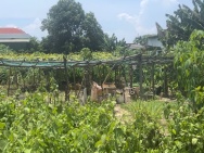 Bán gấp 332m2 đất full thổ cư Nguyễn Đình Chiểu ND, Phước Hội, Lagi