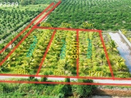 Hàng hiếm - Đất vườn siêu đẹp tại Thủ Thừa giá 789tr / DT 1000mv