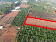 Lô đất 2000m ở Lâm Hà Lâm Đồng chủ đất cần bán gấp giá giảm 100%,