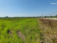 Đất ruộng.1500m2, mt40m, 310 tr/ sào.