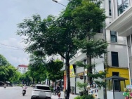 Nhà mặt Phố Khương Đình-Kinh doanh sầm uất- 48m, 7 tầng, Thang máy.