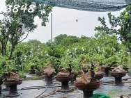 Chính chủ cần bán đất tại ấp Sa Cá, xã Bình An, Long Thành, Đồng Nai