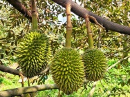 BÁN VƯỜN SẦU RIÊNG ĐẸP – ĐANG CHO TRÁI