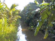 Chính Chủ - CẦN BÁN  NHANH LÔ ĐẤT Vườn Dừa Thu Hoạch Hàng Tháng Tại