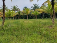 Chính Chủ Cần Bán Đất Vườn Dừa - Giá Tốt Tại  Ấp Dầu-Đông Hòa- Châu