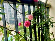 Bán gấp giá rẻ chung cư Trần Thủ Độ 83m, tầng 9, mặt thoáng 10m,