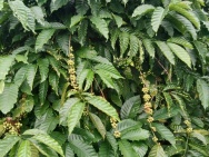 Cư Pong- Krong Búk-Đắk Lắk dt hơn 9 sào sẵn nguồn thu giá chỉ