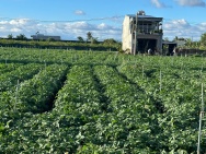 BÁN 505m2 ĐẤT TỔ 32 THỊ TRẤN LIÊN NGHĨA ĐỨC TRỌNG - LÂM ĐỒNG