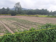 Chủ, cần nh.ượng lại mảnh vườn, ở xã Long Mỹ (nay là xã Phước Hải,