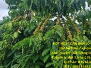 HOT HOT - CẦN BÁN LÔ ĐẤT TẠI  Đất tại thôn 7 xã quảng Khê .Huyện 