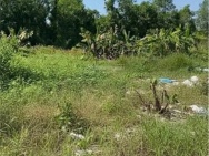 CẦN CHO THUÊ LÔ ĐẤT nông nghiệp để trồng trọt, chăn nuôi TẠI Xã