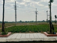 Bán đất đấu giá Cống Đầm cực đẹp, Đại Xuyên Phú Xuyên