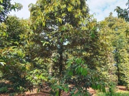 cẦN Bán Lô Đất Vườn sầu riêng Thái tại Xuân tây cũ, Tỉnh Đồng