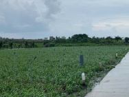 Bán gấp đất nền thổ cư Bà Lẫy Sổ sẵn công chứng ngay