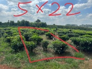 ĐẤT ĐẸP – GIÁ TỐT  – CHÍNH CHỦ CẦN BÁN GẤP tại Thị Trấn Lộc Thắng,