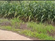 ĐẤT ĐẸP – GIÁ TỐT - Chính Chủ Bán Đất  Xã Lang Minh, Huyện Xuân