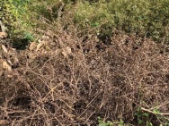 BÁN ĐẤT CHÍNH CHỦ – SỔ HỒNG RIÊNG – ĐỨC HÒA, LONG AN