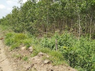 Bán Đất Nông Nghiệp Diện Tích Lớn Gần 10ha Tại Tân Lập – Hàm Thuận