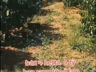 ĐẤT ĐẸP – GIÁ TỐT – CẦN BÁN GẤP LÔ ĐẤT VỊ TRÍ ĐẸPTẠI – Ia Le –