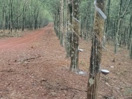 320HA NGUỒN THU MẠNH TÌM NHÀ ĐẦU TƯ320HA NGUỒN THU MẠNH TÌM NHÀ ĐẦU