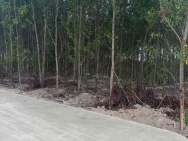 Bán 1148m2 đất Tân Xuân - Hàm Tân chỉ 400 triệu/ sào đường bê tông