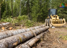 Đất rừng sản xuất là gì? Có nên mua và có được lên thổ cư không?