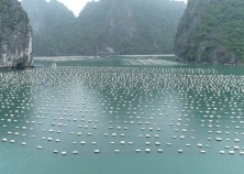 Quảng Ninh loại bỏ 'bẫy tử thần' trên biển để cứu môi trường